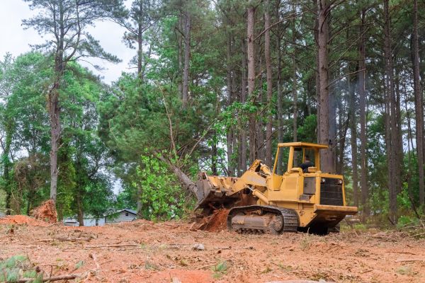Trees Clearing in Olympia