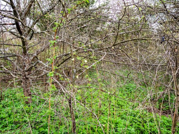 Underbrush Clearing in Olympia
