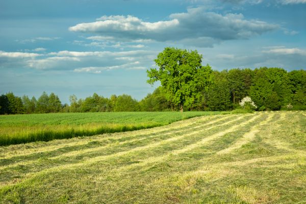 Cost of Vegetation Removal in Olympia