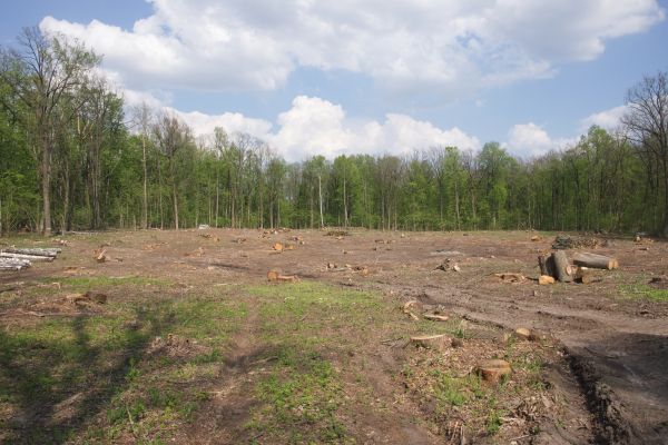 Cost of Pasture Clearing in Olympia