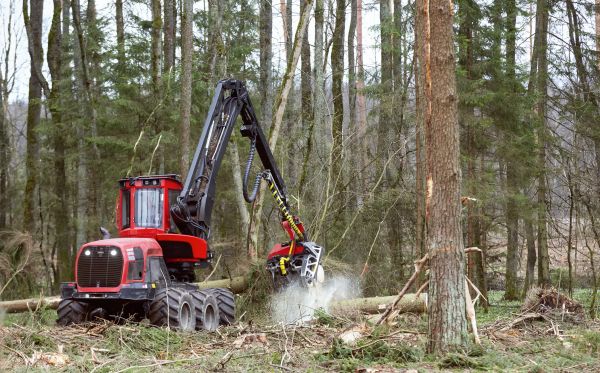 Cost of Forest Clearance Service in Olympia