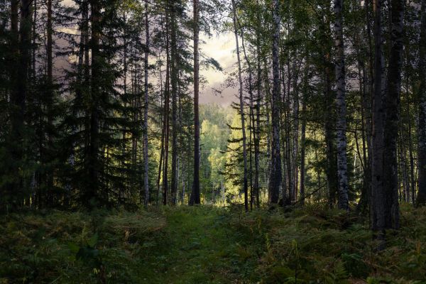 Cost of Pine Tree Clearing in Olympia