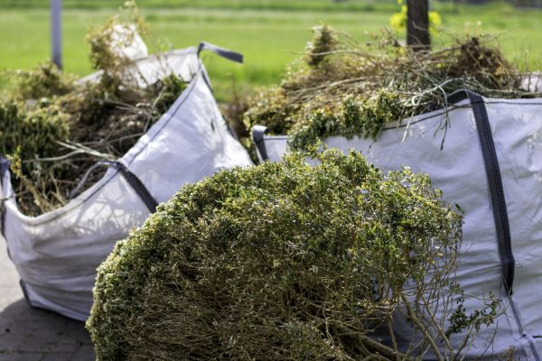 Cost of Bushes Clearing in Olympia
