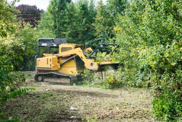 Cost of Pathway Clearing in Olympia