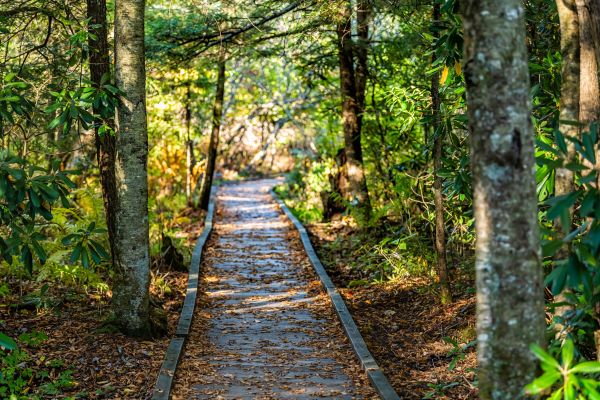 Cost of Trail Clearing in Olympia