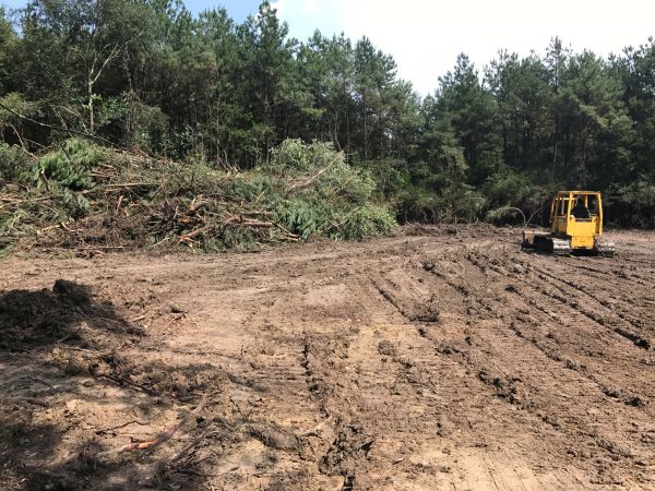 Cost of Thicket Clearing in Olympia