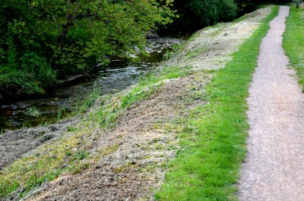 Cost of Trail Cutting in Olympia