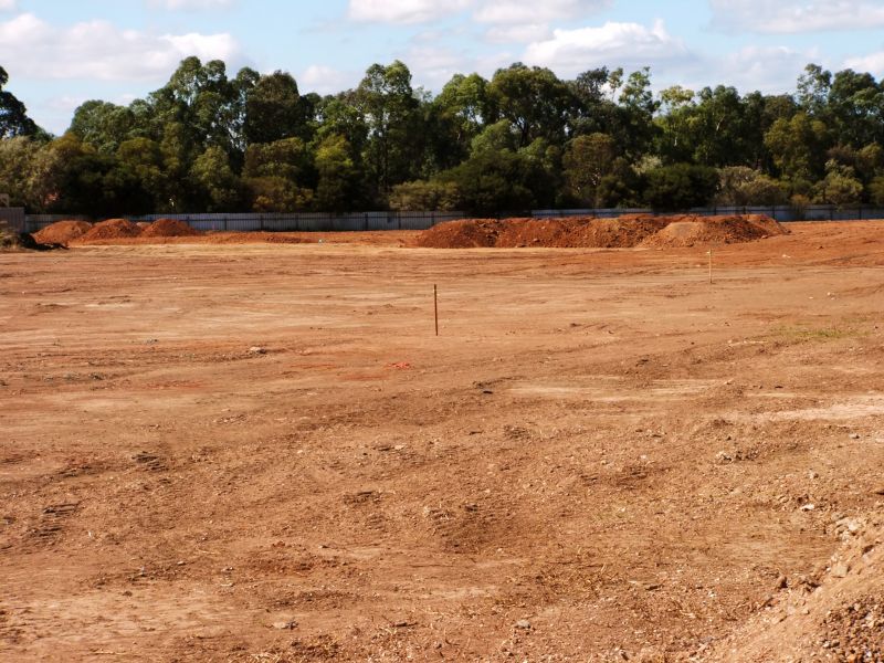 Clearing Land in Olympia